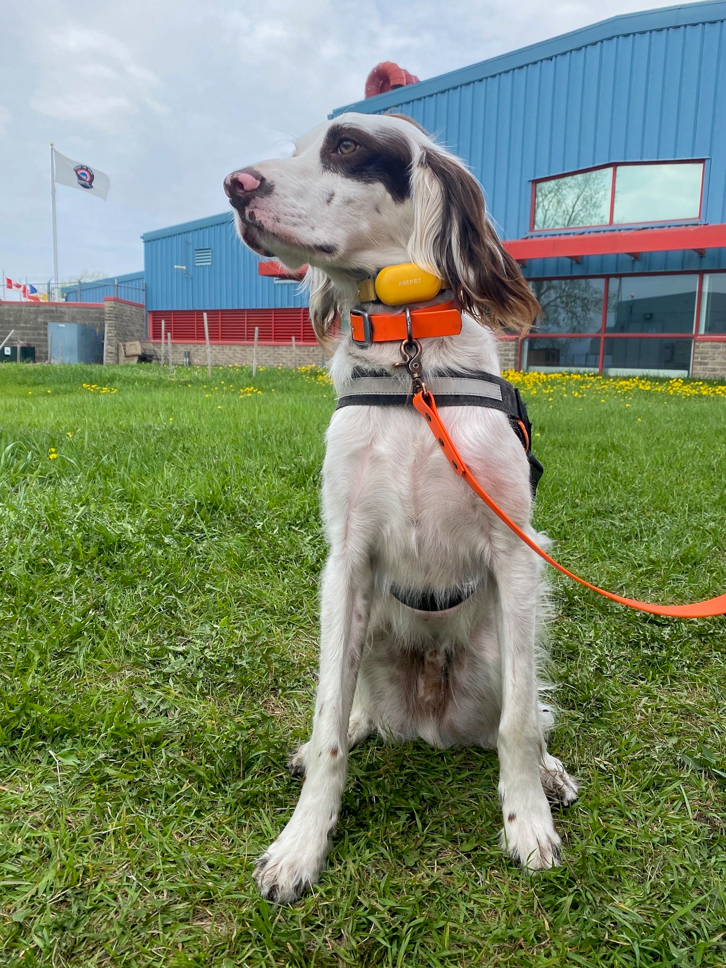 Huckleberry, un chien de race Setter anglais, pose devant un bâtiment bleu et rouge de l'aéroport international Richardson de Winnipeg, assis dans l'herbe.