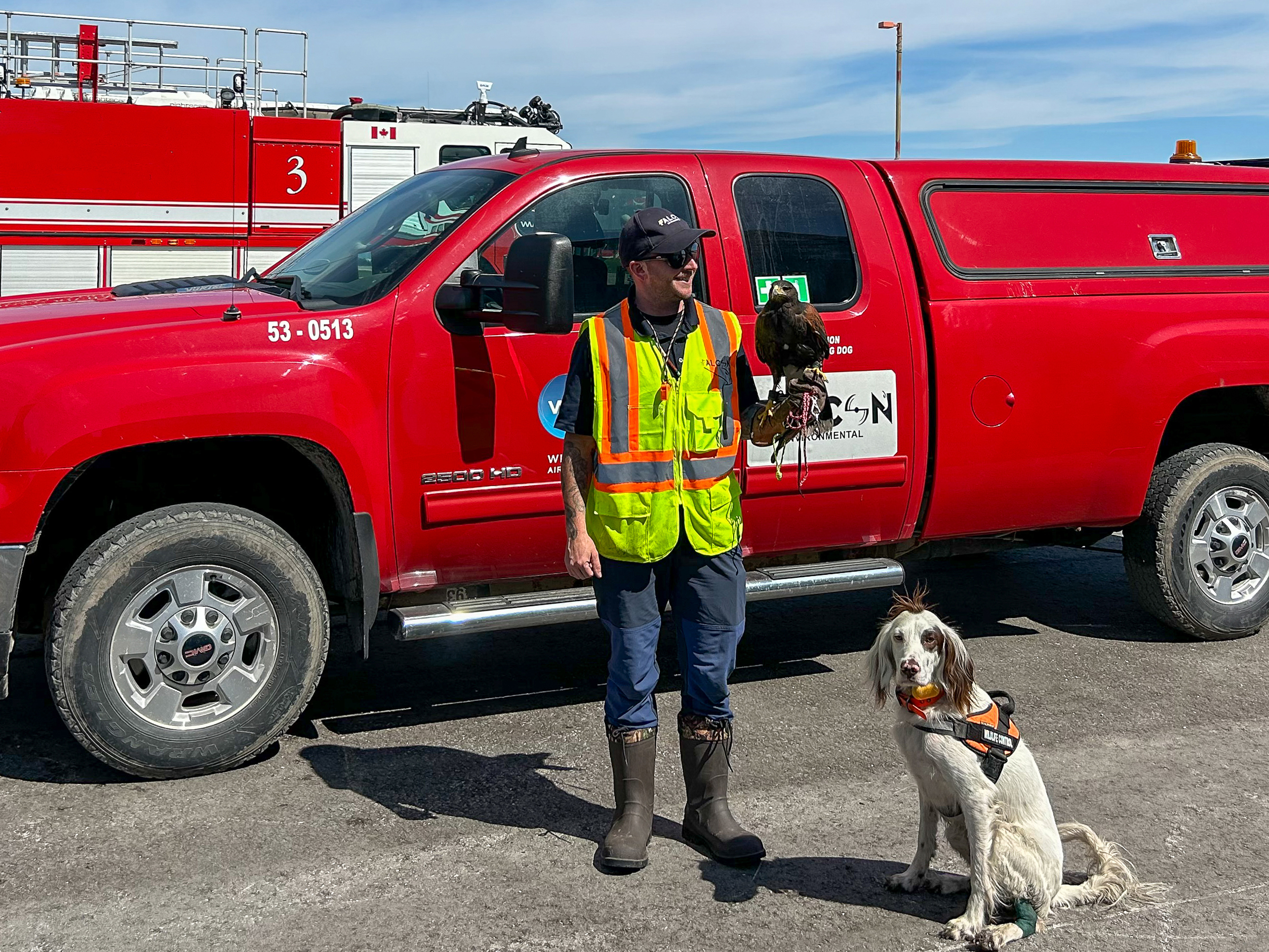 A wildlife control officer stands in front of a red-coloured Winnipeg Airports Authority truck with a hawk on his arm and an English Setter dog sitting at his feet.