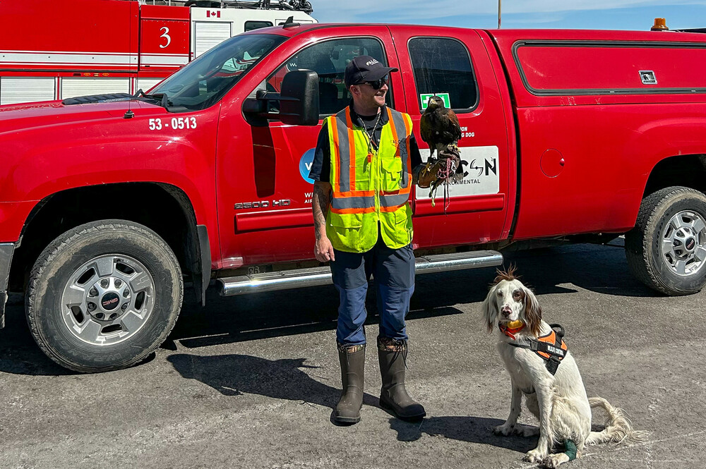 A wildlife control officer stands in front of a red-coloured Winnipeg Airports Authority truck with a hawk on his arm and an English Setter dog sitting at his feet.